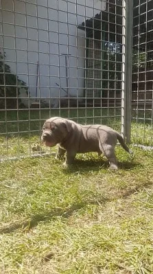 American bully
