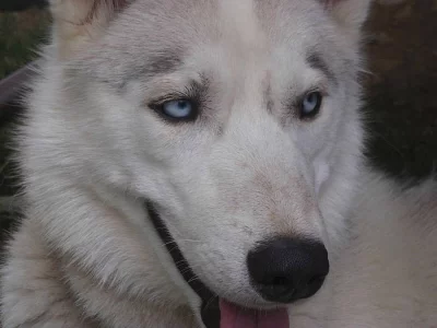 Sibiřský husky s PP ke krytí