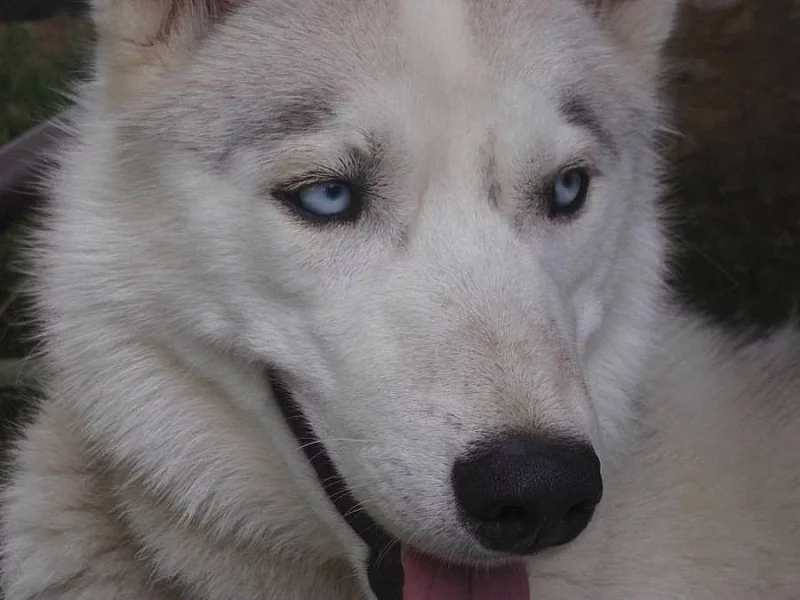 Sibiřský husky s PP ke krytí