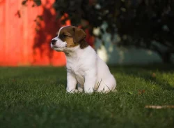 Pejsci Jack Russell Terier (JRT)