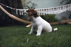 Pejsci Jack Russell Terier (JRT)