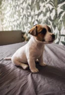 Pejsci Jack Russell Terier (JRT)