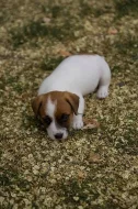 Pejsci Jack Russell Terier (JRT)