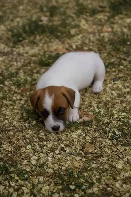 Pejsci Jack Russell Terier (JRT)