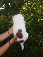 Pejsci Jack Russell Terier (JRT)