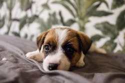 Pejsci Jack Russell Terier (JRT)