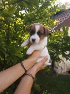 Pejsci Jack Russell Terier (JRT)
