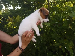 Pejsci Jack Russell Terier (JRT)