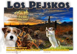 Pejsci Jack Russell Terier (JRT)