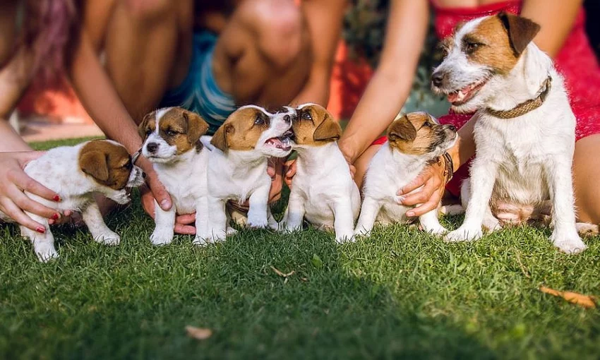 Pejsci Jack Russell Terier (JRT)