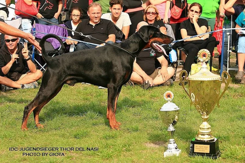 doberman štěně na prodej s pp