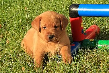Labradorský retriever s PP