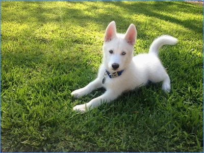 Prodám fenečku Sibiřského Husky
