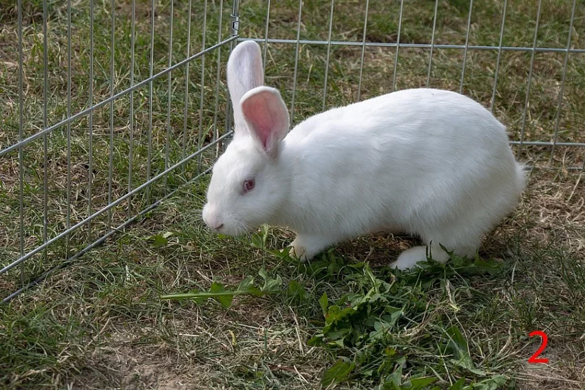 králík kalifornský