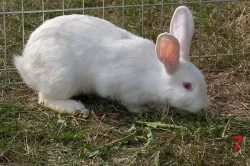králík kalifornský
