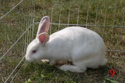 králík kalifornský