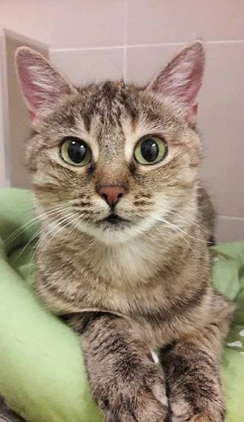 Maceška hledá domov