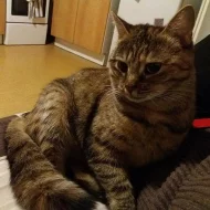 Maceška hledá domov