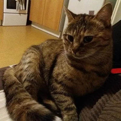 Maceška hledá domov