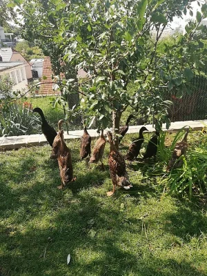 Kachny - Indický běžec