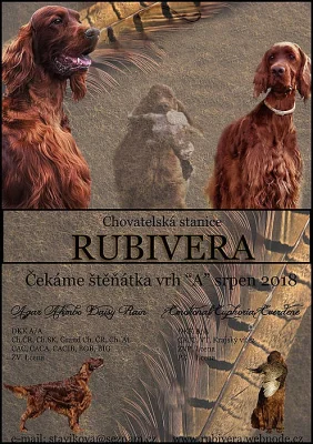 Zadám štěňata Irského setra