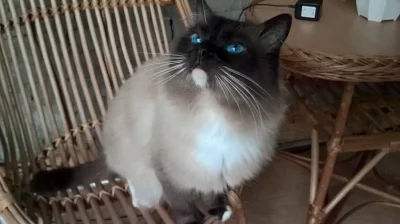 Kocourci Ragdoll bez PP