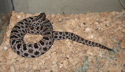 Chřestýšky