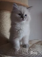 Koťátka ragdoll s pp