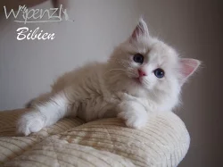 Koťátka ragdoll s pp