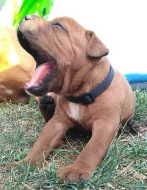 Staffordshire Bull Terrier s PP štěně zlatý pejsek