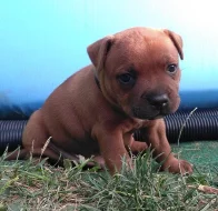 Staffordshire Bull Terrier s PP štěně zlatý pejsek