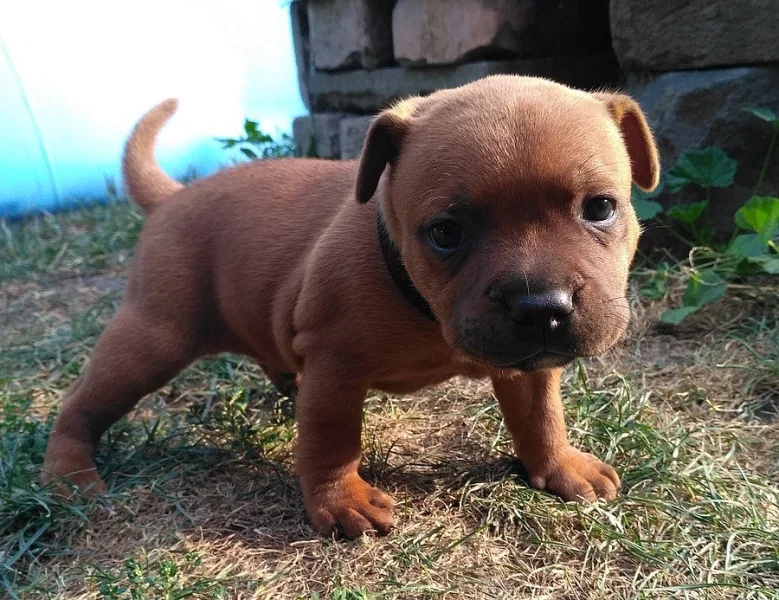 Staffordshire Bull Terrier s PP štěně zlatý pejsek