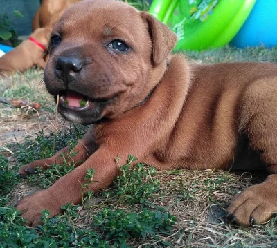 Staffordshire Bull Terrier s PP štěně zlatý pejsek