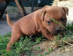 Staffordshire Bull Terrier s PP štěně zlatý pejsek