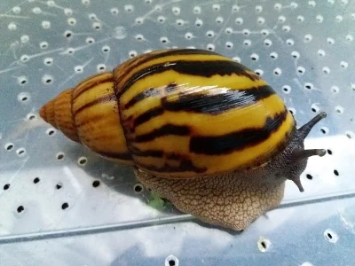 daruji 2 šneky achatina achatina ghana