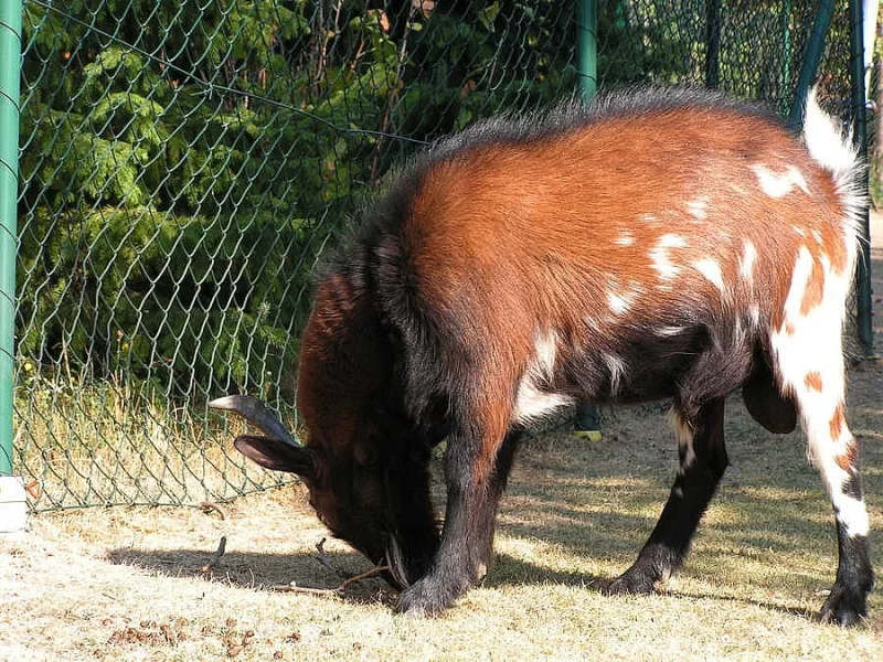 DARUJI Holandský zakrslý kozlík