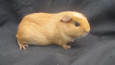 Mláďata morčátek