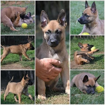 Belgický ovčák malinois s PP