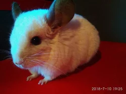 činčila bílá