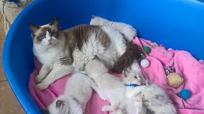 Kocourci Ragdoll bez PP