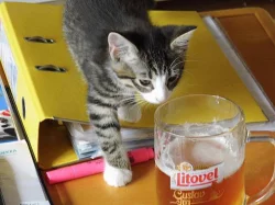 Koťata norské lesní kočky