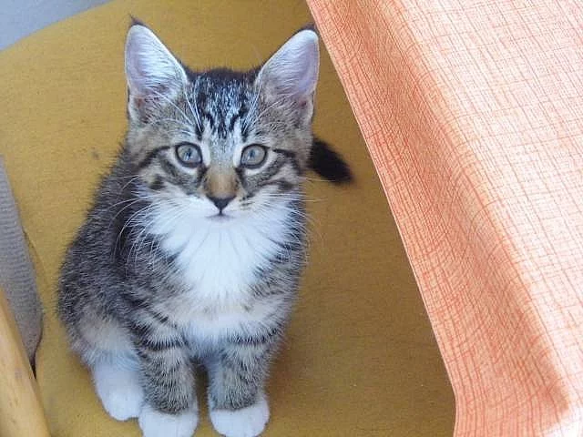 Koťata norské lesní kočky