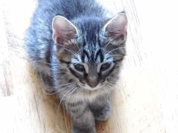 Koťata norské lesní kočky