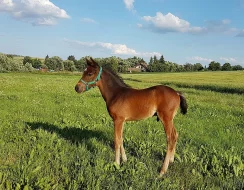Pronájem koně