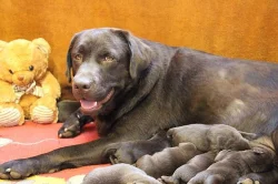 Čokoládový labrador