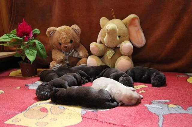 Čokoládový labrador