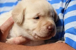 Čokoládový labrador