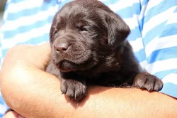Čokoládový labrador