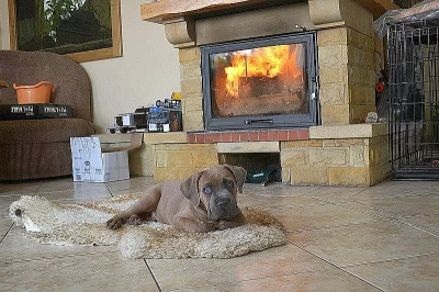 Cane Corso Štěňátka s PP