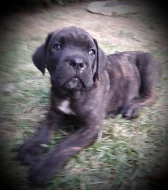 Cane Corso s PP